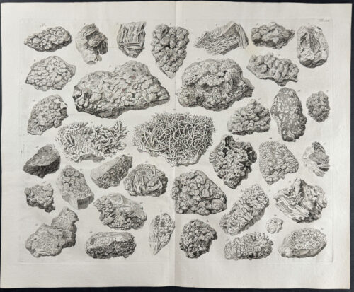 Fossils or Minerals