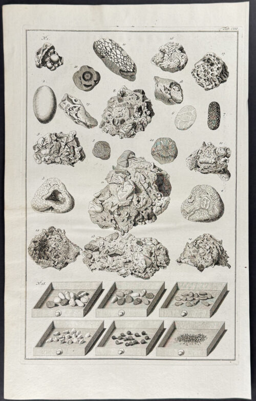 Fossils or Minerals