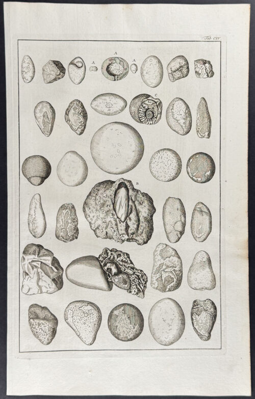 Fossils or Minerals