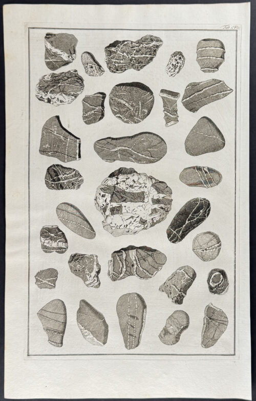 Fossils or Minerals
