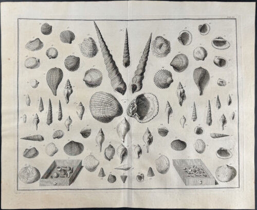 Shells