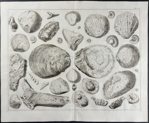 Shells, Fossils
