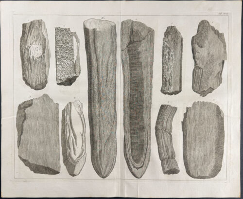 Fossils or Minerals