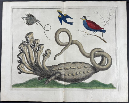 Seven-headed Hydra, Flying Lizard, Birds