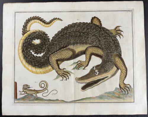 Crocodile or Alligator, Lizard