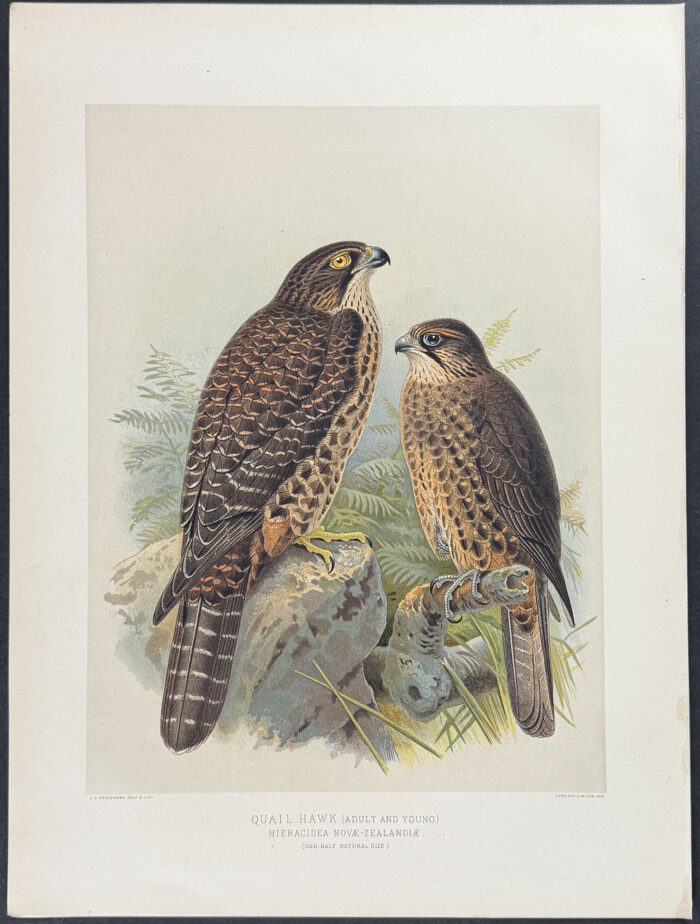 Quail Hawk (Adult & Young)