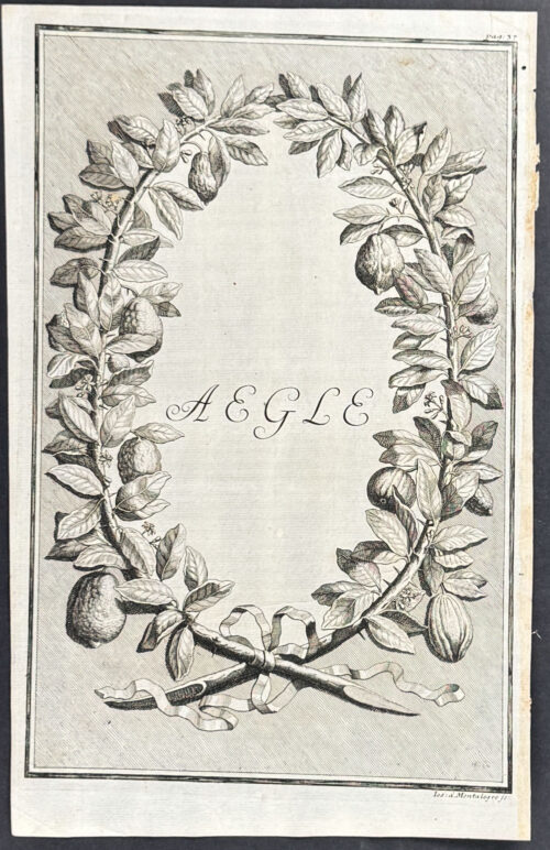 Citrus Branch Wreath - Aegle