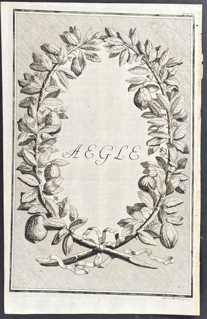 Citrus Branch Wreath - Aegle