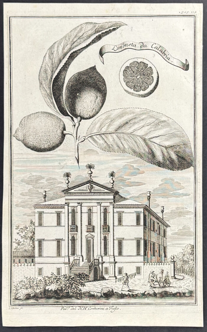 Lemon - Limon da Calabria