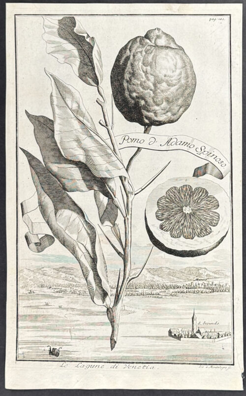 Citrus - Pomo d'Adamo Spinoso