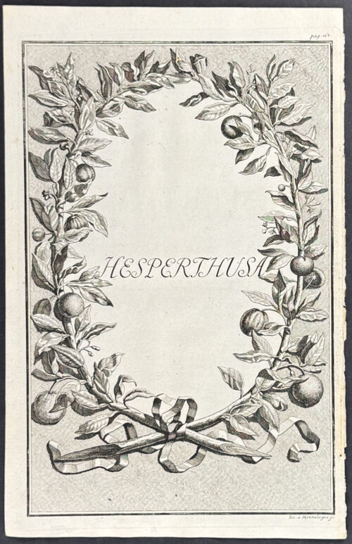 Citrus Branch Wreath - Hesperthusa