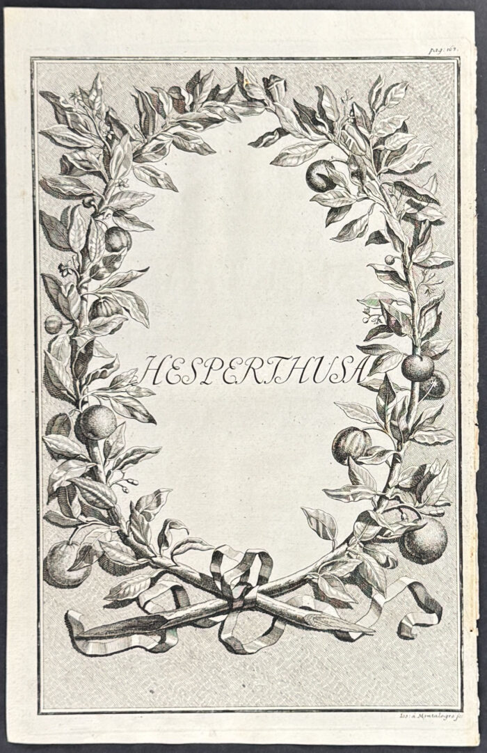 Citrus Branch Wreath - Hesperthusa
