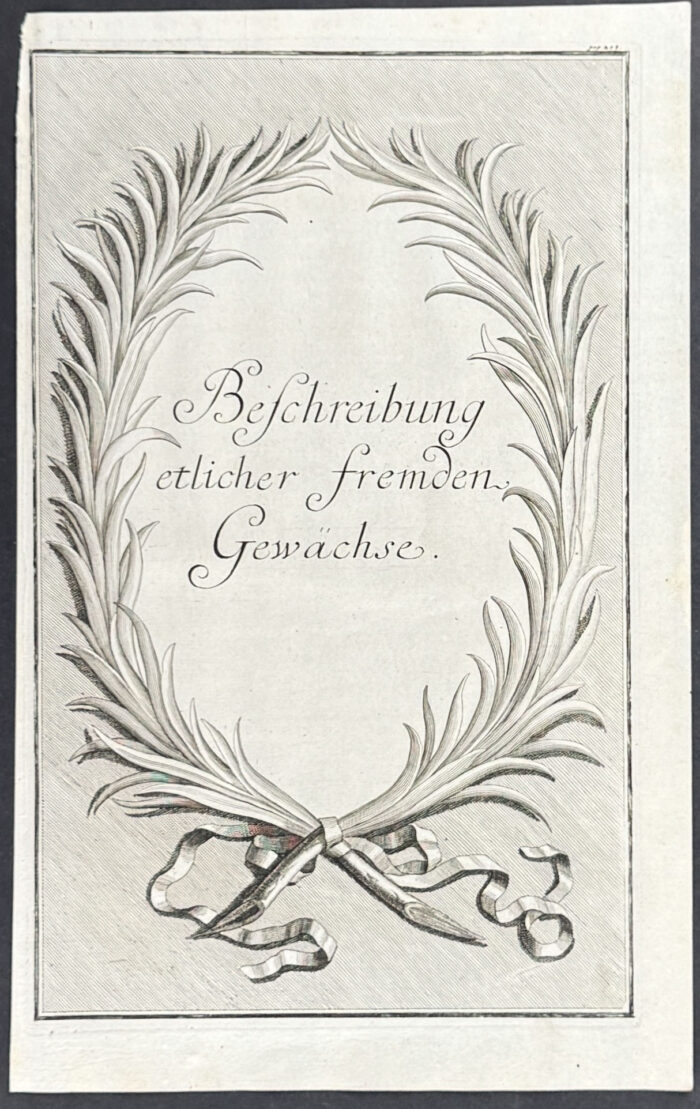 Citrus Branch Wreath - Befcheribung etlicher fremdem Gewachse