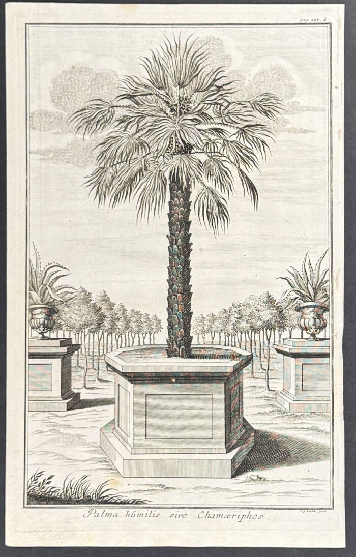 Palm tree - Palma humilis sive Chamaeriphes