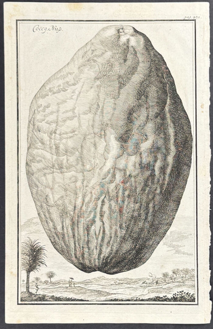 Coconut - Cocca Nus