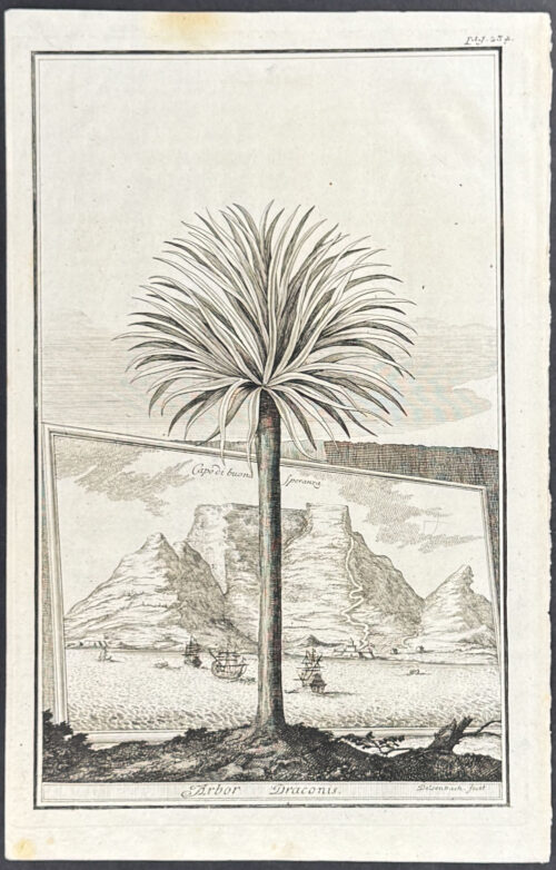 Palm Tree - Capodibuona speranza