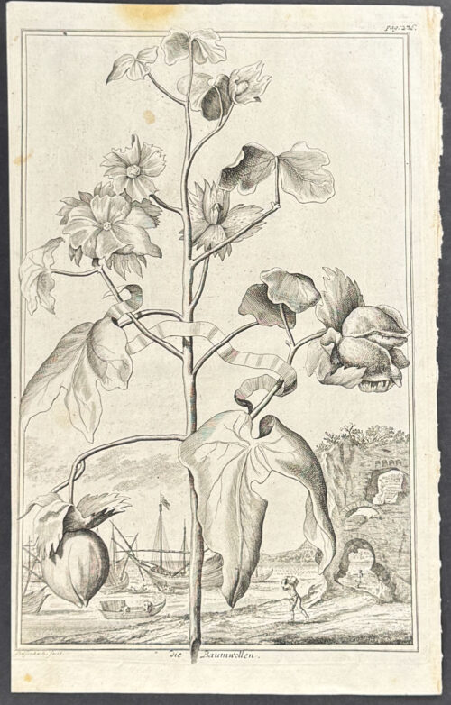 Cotton - die Baumwollen