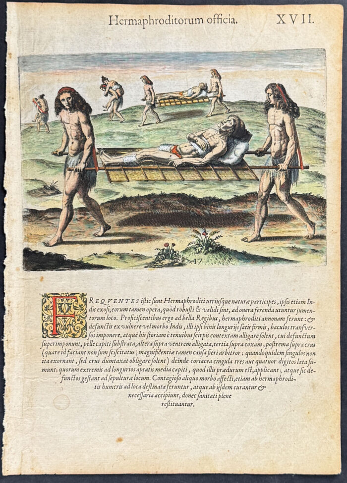 Florida - Manner in which their hermaphrodites are employed (Stretchers)