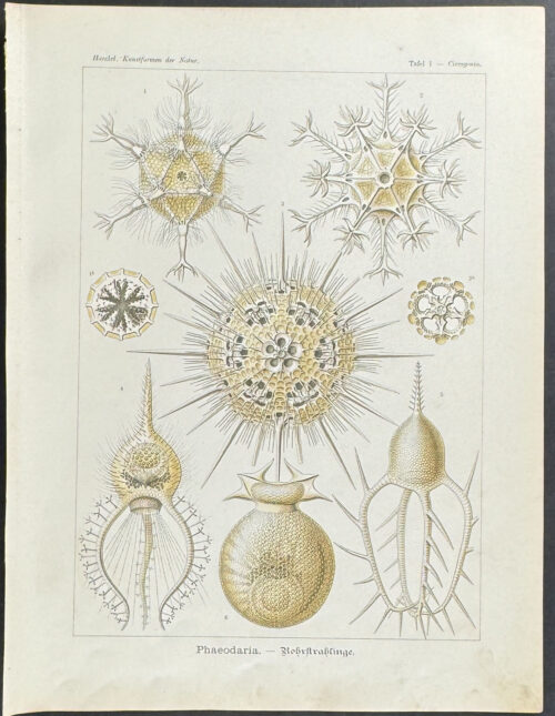 Cercozoa; Phaeodaria