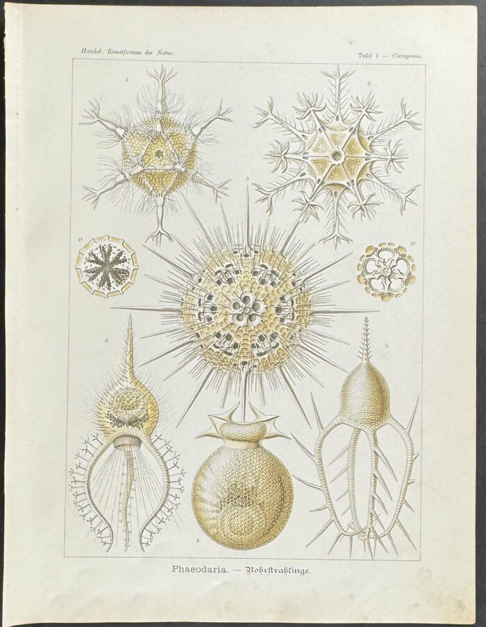 Cercozoa; Phaeodaria