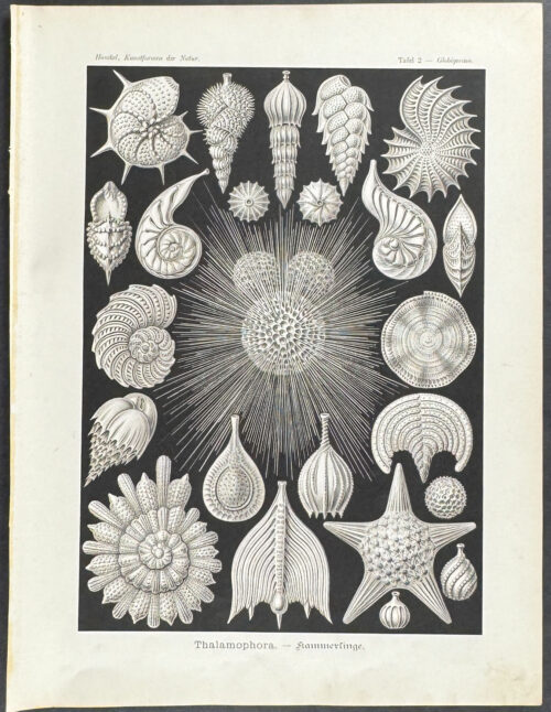 Rhizopod; Thalamophora