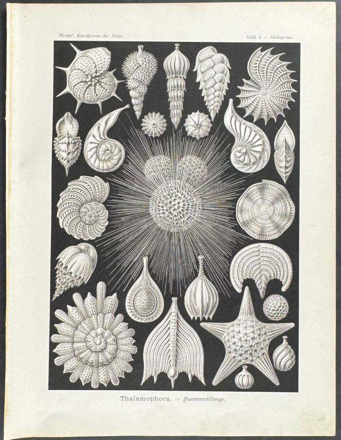 Rhizopod; Thalamophora
