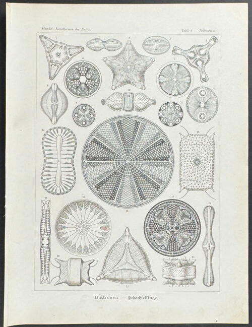 Algae; Diatomea