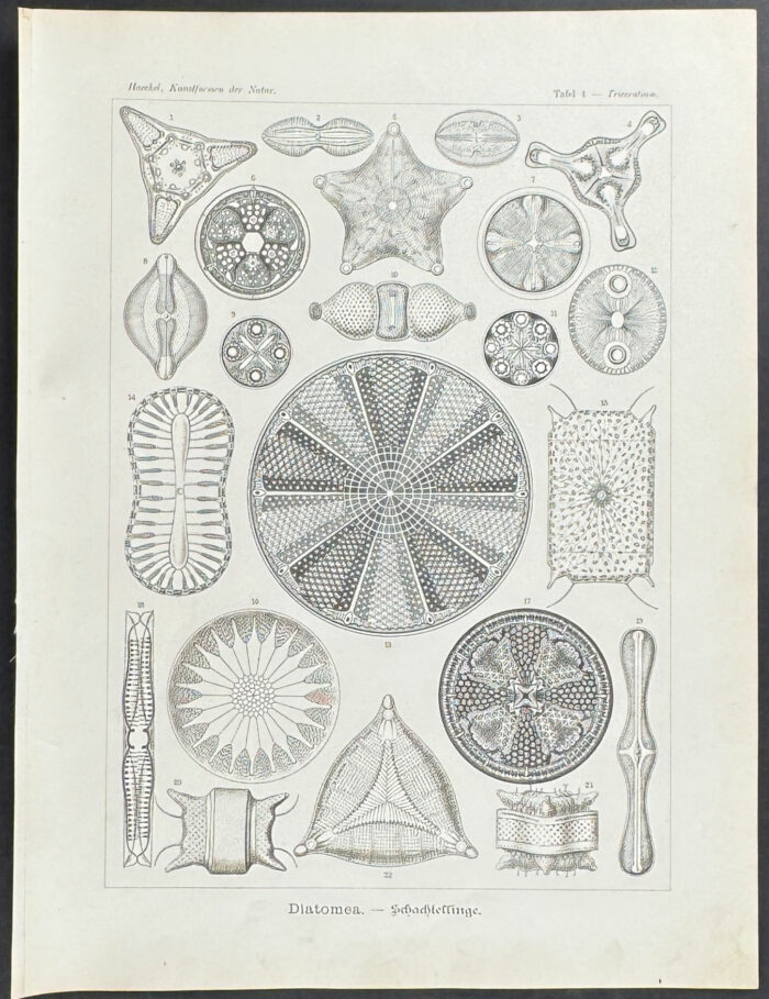 Algae; Diatomea