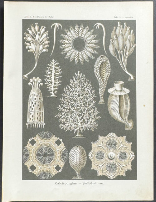 Cellular Sponges; Calcispongiae