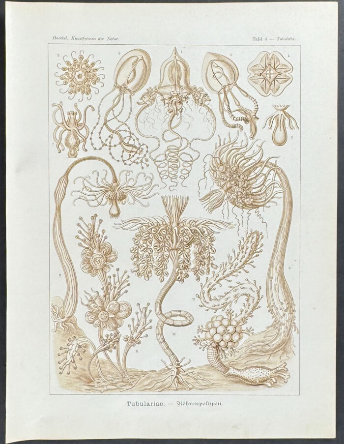 Hydroid; Tubulariae