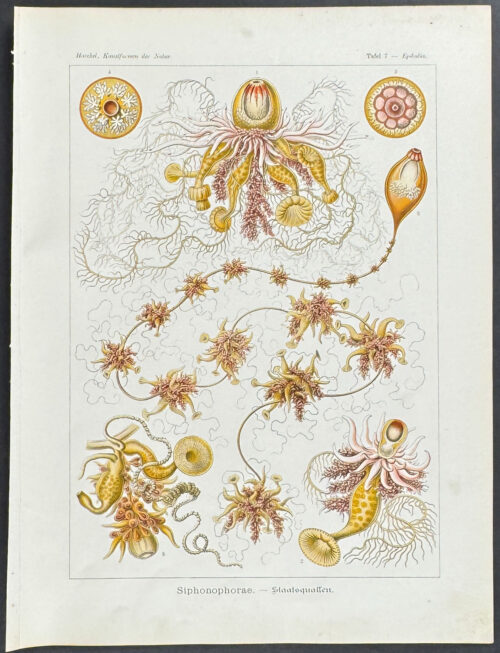 Hydrozoan; Siphonophorae