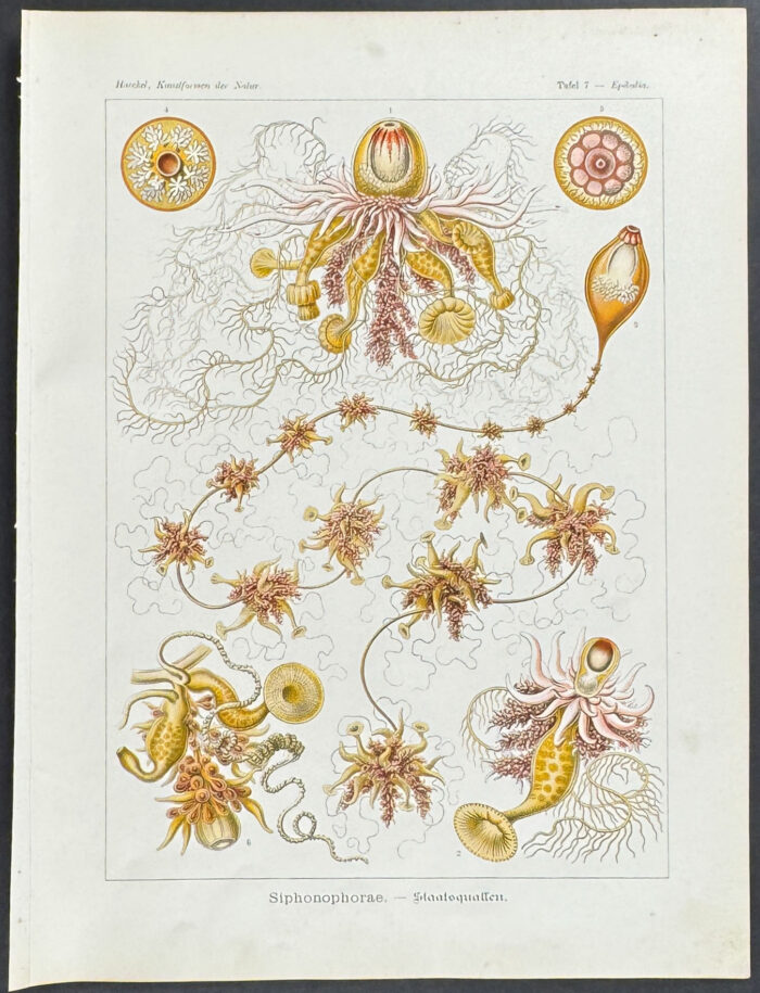 Hydrozoan; Siphonophorae