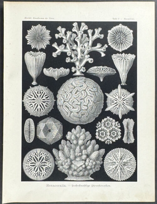Coral; Hexacoralla