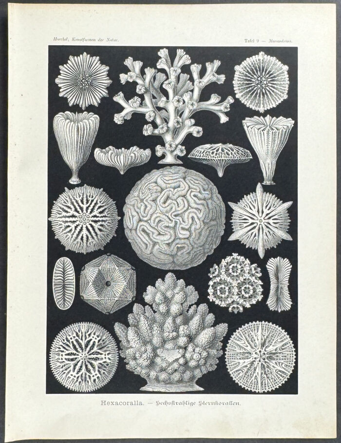 Coral; Hexacoralla