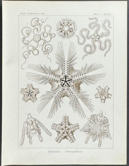 Brittle Stars; Ophiodea