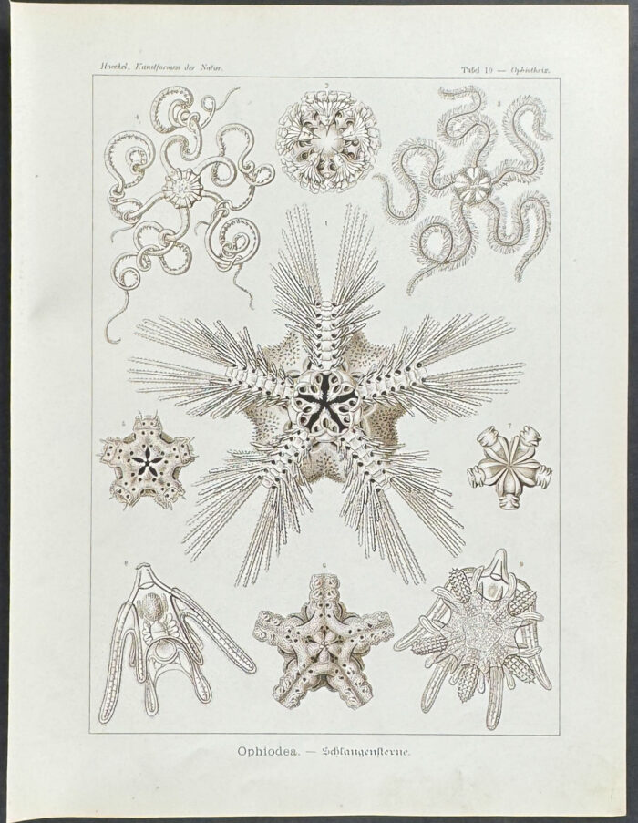 Brittle Stars; Ophiodea
