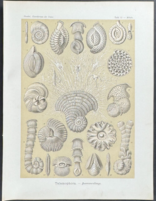 Talamophora