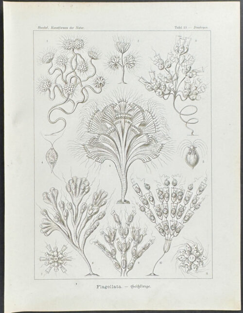 Flagellata