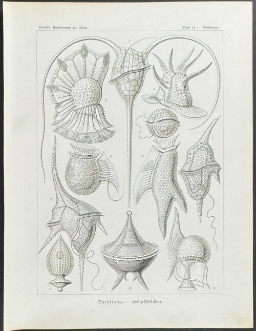 Sea Pen; Peridinea