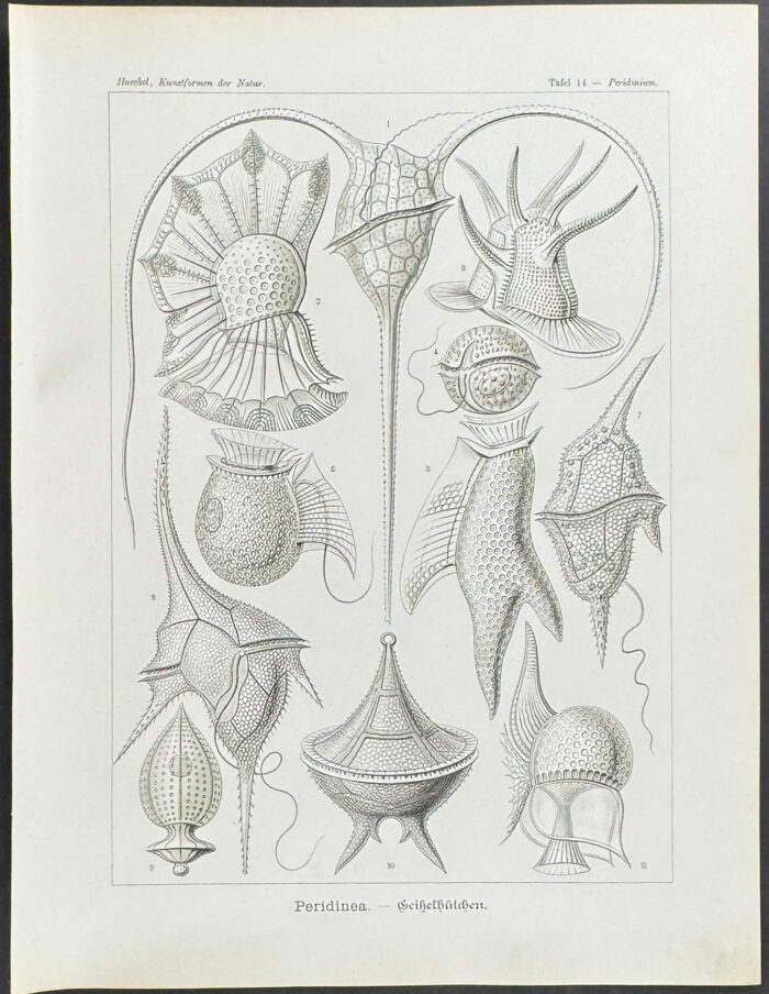 Sea Pen; Peridinea