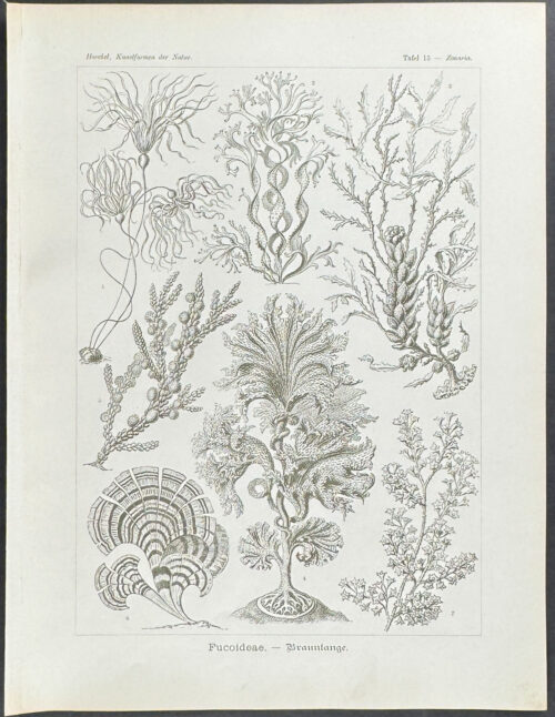 Seaweed; Fucoidaea