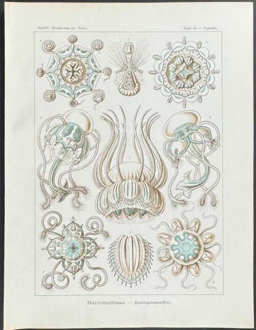 Hydrozoan; Narcomedusae