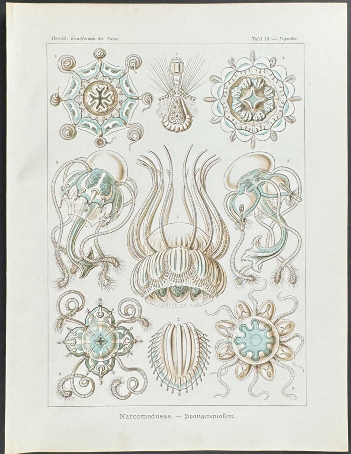 Hydrozoan; Narcomedusae