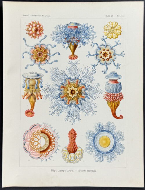Hydrozoans; Siphonophorae