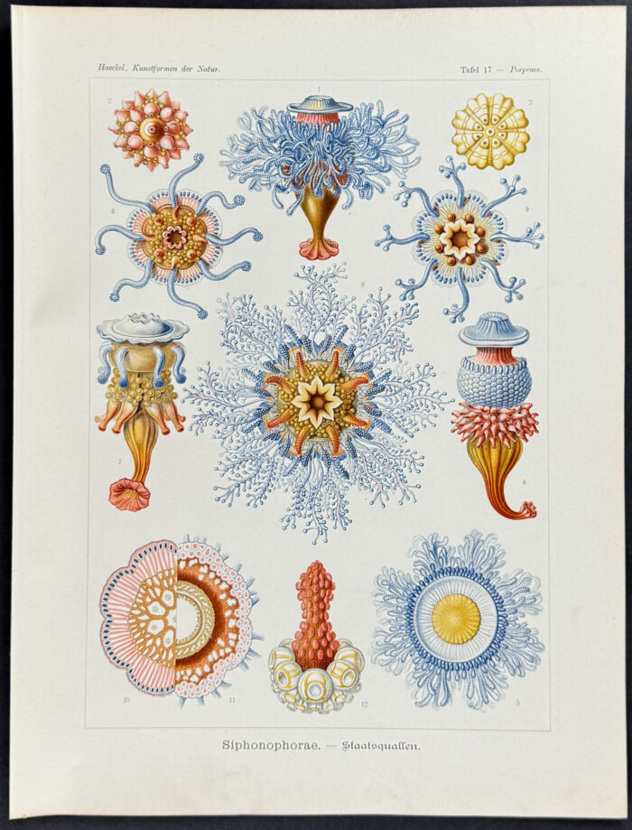 Hydrozoans; Siphonophorae