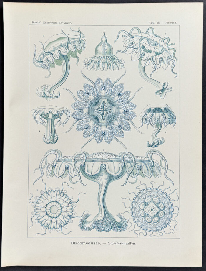 Jellyfish; Discomedusae