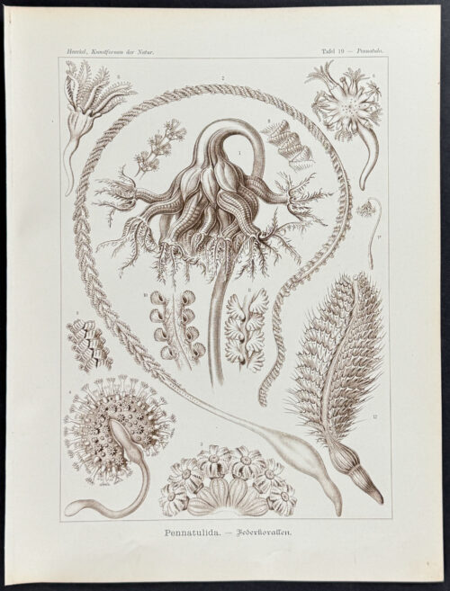 Sea Pen; Pennatulida