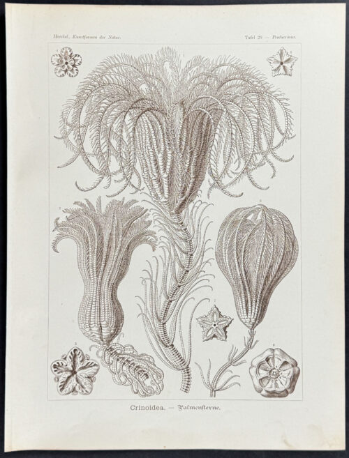 Crinoidea