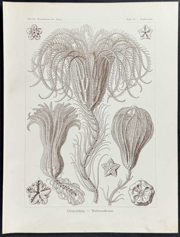 Crinoidea