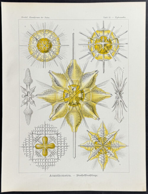 Protozoa; Acanthometra